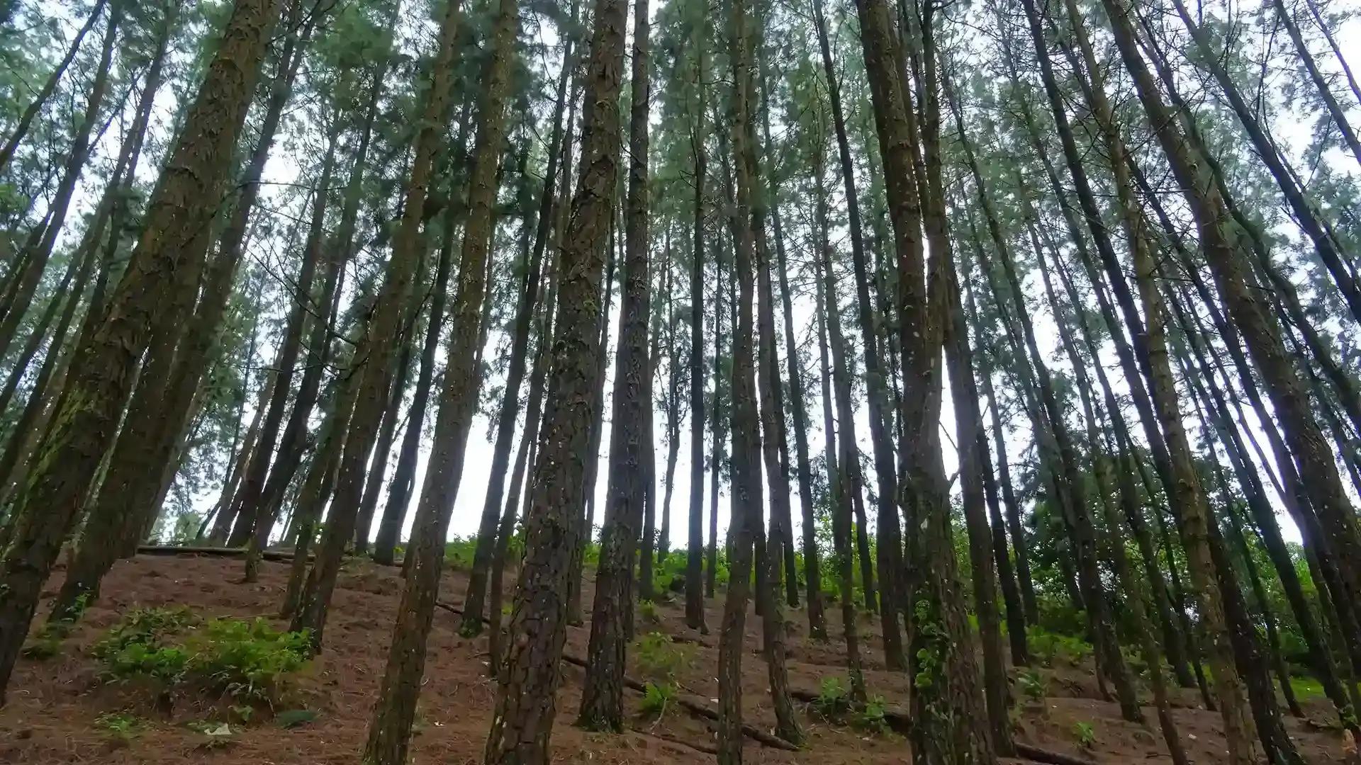 Pine Valley