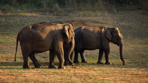 Thekkady